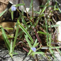 Cyanotis thwaitesii Hassk.